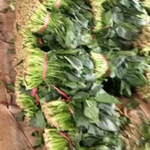 全能菠菜，聊城沙镇蔬菜产地