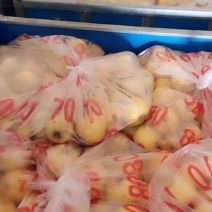 烟台苹果批发