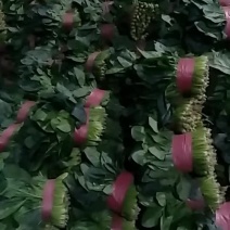 大叶菠菜