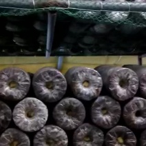 平菇出菇菌包，栽培种