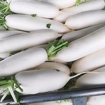 花叶厚皮