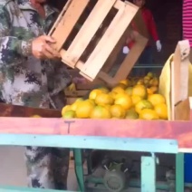 福建建瓯芦柑大量上市了，要买好货要赶早