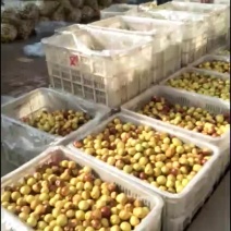 沾化冬枣