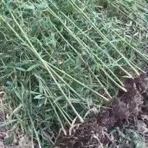 绿化竹苗