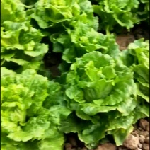 意大利生菜