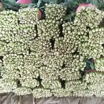 菠菜
