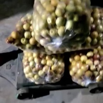 沾化冬枣