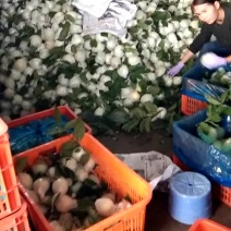 珍珠芭乐番石榴