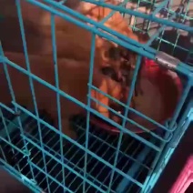 精品马犬价格便宜量又足颜色齐全