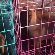 马犬出售价格优惠颜色齐全