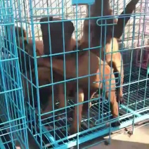 马犬