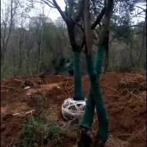 江西九江丛生朴树基地
