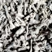 一年白术