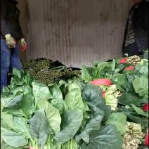 精品菠菜