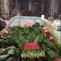 菠菜