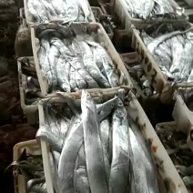 舟山东海带鱼
