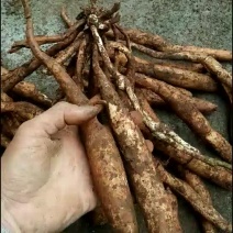 百部/红花百部/广西红花大百部/百部批发/中药材百部/