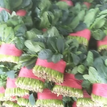 精品菠菜