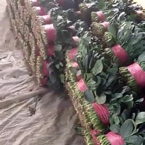 精品大叶菠菜