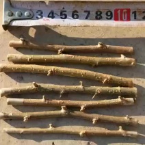 金叶垂榆接穗.垂榆繁育种条
