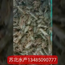 小龙虾种苗，抱卵虾人工培育