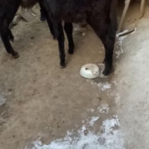 小驴