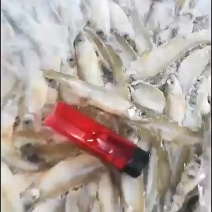 公鱼