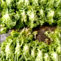 精品生菜质量完美有一流的团队