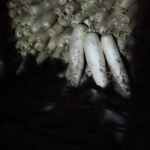 白萝卜