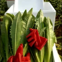 精品油麦