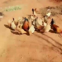 正宗本鸡