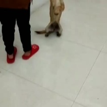 五个月马犬