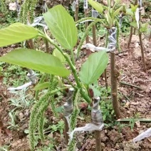 桑树苗品种正宗南北方种植年四季结果包邮