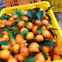 沙糖桔，沙糖桔，大量供应
