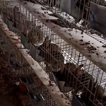种兔养殖