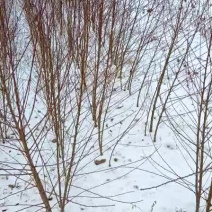 毛桃苗