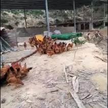 三黄土鸡3到四斤左右，童子鸡，现还有一百七只左右欢迎订购