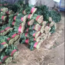 精品菠菜