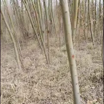 金丝垂柳，，，，，，，，，，，，，