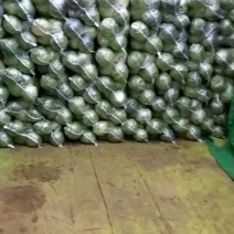 【推荐】尖头圆包菜，质量好，口感好，品种齐全，欢迎选购