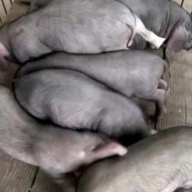 太湖母猪，苏太母猪，长太母猪