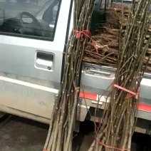 核桃树杨树软籽石榴树等占地用苗