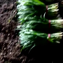 韭菜