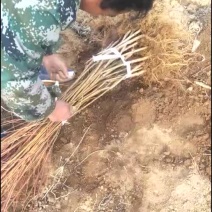 黄桃树苗新世纪2号