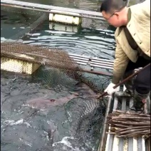 大口鲶
