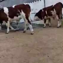 西门塔尔牛犊好的改良品种