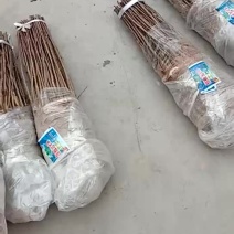 花椒苗，大红袍，狮子头花椒苗