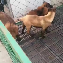 三个月红马