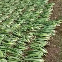 美国库拉索芦荟。5斤到80斤。