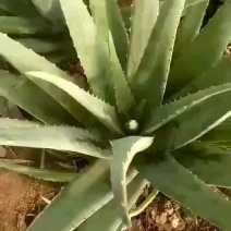 芦荟美容之选。